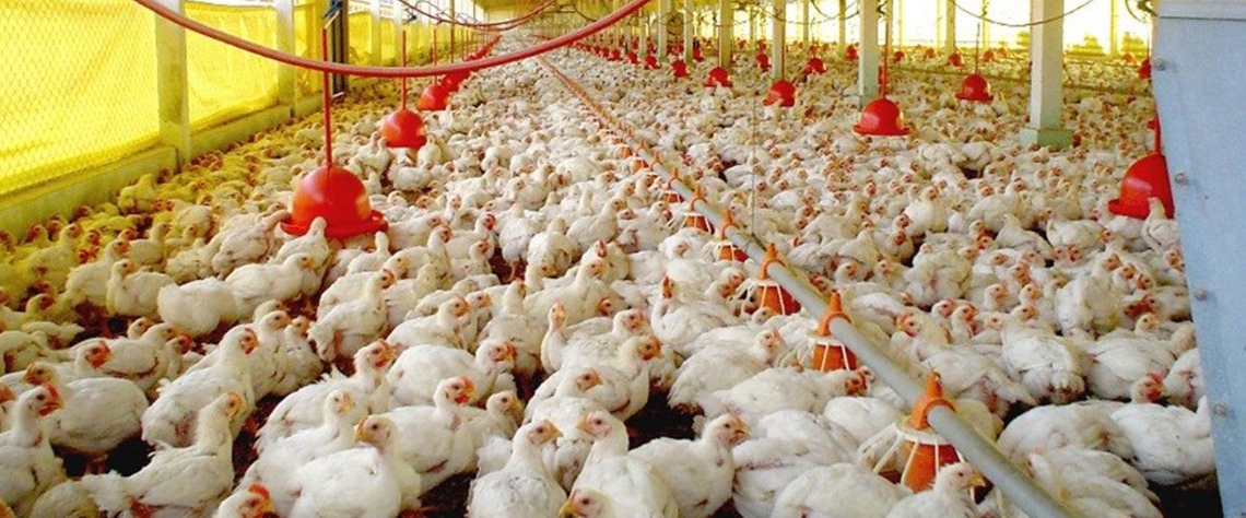 Zimbabwe: frangos alimentados com anti-retrovirais põem em risco saúde pública