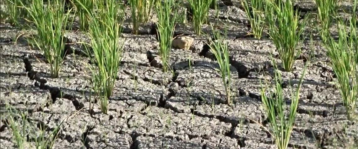 El Niño ameaça provocar a maior seca desde 1950