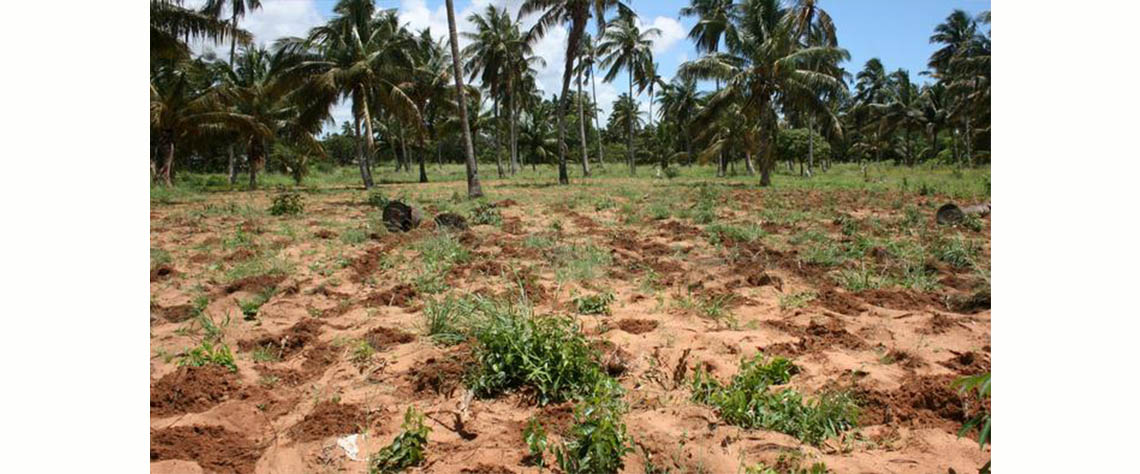 Moçambique utiliza menos de 20% da terra arável disponível